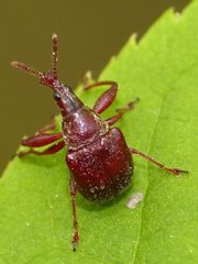Himatolabus pubescens