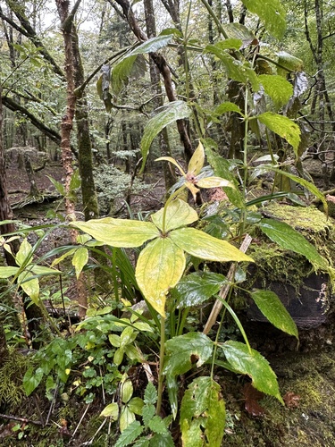 Image of Paris tetraphylla by (c) 岸本年郎, some rights reserved (CC BY)