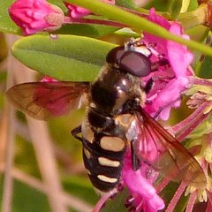 Sericomyia transversa