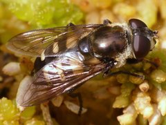 Sericomyia transversa