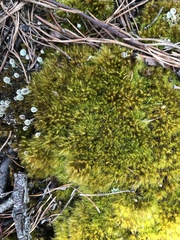 Campylopus tallulensis