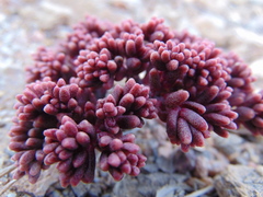 Sedum napiferum