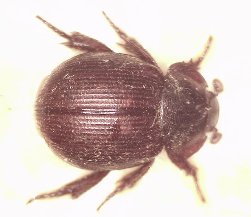 Liparochrus tropicus