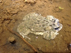 Anaxyrus californicus