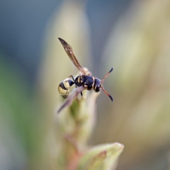 Ancistrocerus lineativentris