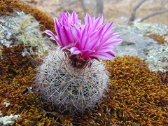 Echinofossulocactus ochoterenaus