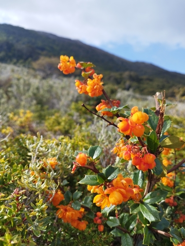 Image of Berberis ilicifolia by no rights reserved