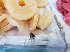 Apis mellifera