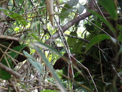 Cinnycerthia unirufa