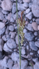 Carex garberi