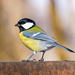 Great Tit - Photo (c) Евгения, some rights reserved (CC BY-NC), uploaded by Евгения