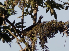 Chamaepetes goudotii