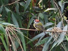 Poecilotriccus ruficeps