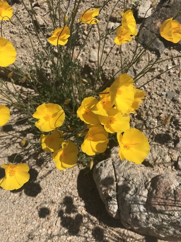 Eschscholzia androuxii (Eschscholzia androuxii)