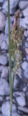 Carex garberi