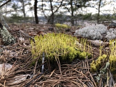 Dicranum condensatum