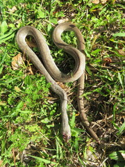 Coluber constrictor etheridgei