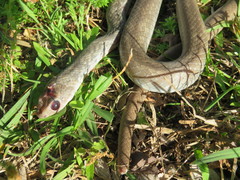 Coluber constrictor etheridgei