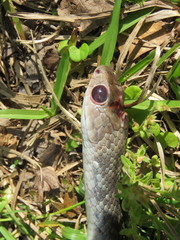 Coluber constrictor etheridgei