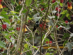 Schistes albogularis