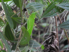 Copiphora rhinoceros
