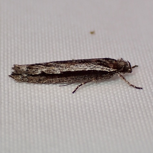 Ypsolopha barberella photo 3
