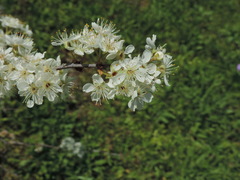 Prunus rivularis