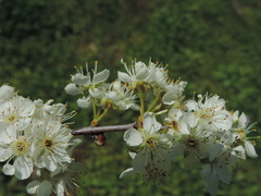 Prunus rivularis