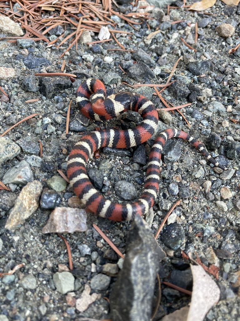 California Mountain Kingsnake In September 2023 By Bryce Ryals   Large 