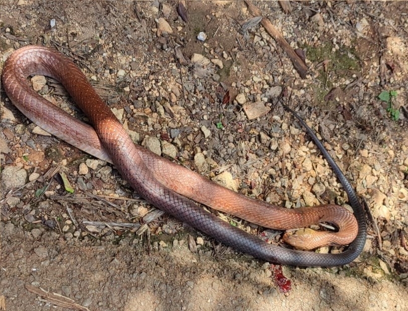 Black-tailed Indigo Snake