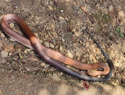 Black-tailed Indigo Snake