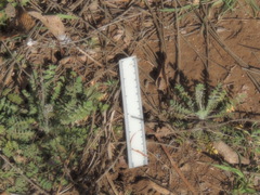 Capsella bursa-pastoris