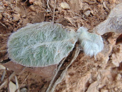 Mutisieae