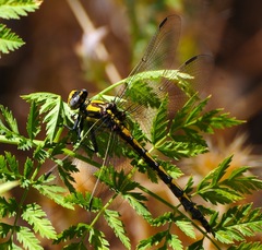 Phanogomphus kurilis