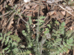 Capsella bursa-pastoris