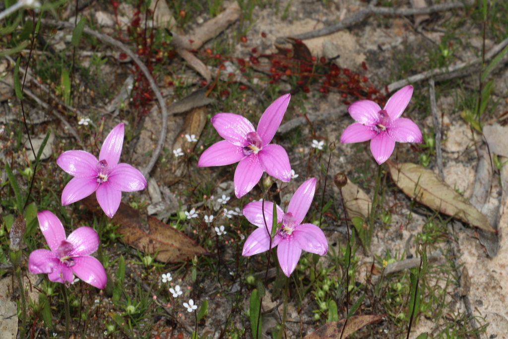 Caladenia emarginata