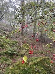 Ilex geniculata, photograph 岸本年郎, CC BY, iNaturalist via GBIF
