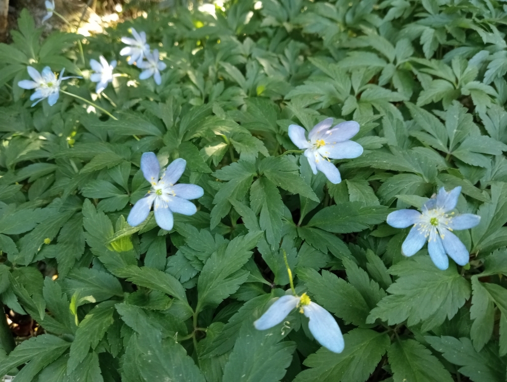 wood anemone from North Taieri, New Zealand on October 25, 2023 at 10