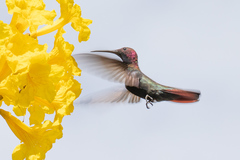 Anthracothorax mango