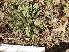 Capsella bursa-pastoris