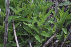 Helianthus californicus