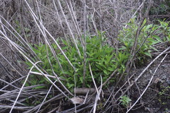 Helianthus californicus