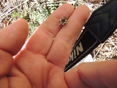 Capsella bursa-pastoris