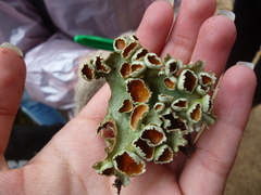 Lobariella