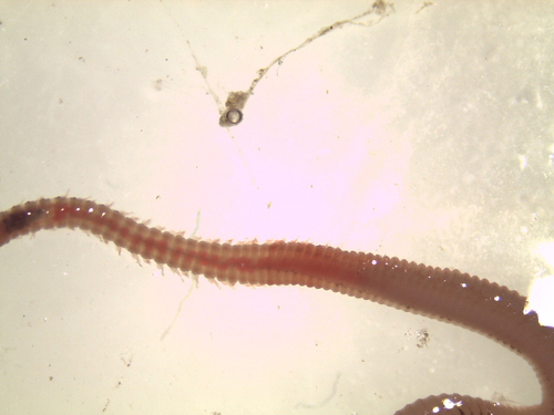 Lumbrineris observed 2023-10-04