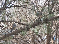 Toxostoma curvirostre