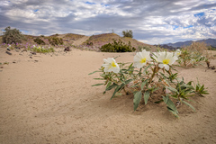 Oenothera deltoides