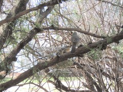 Toxostoma curvirostre