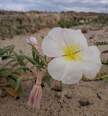 Oenothera deltoides