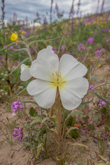 Oenothera deltoides